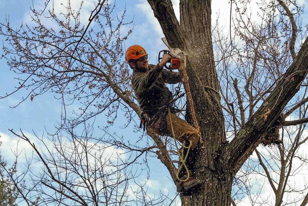 #1 Tree Service Mount Airy MD